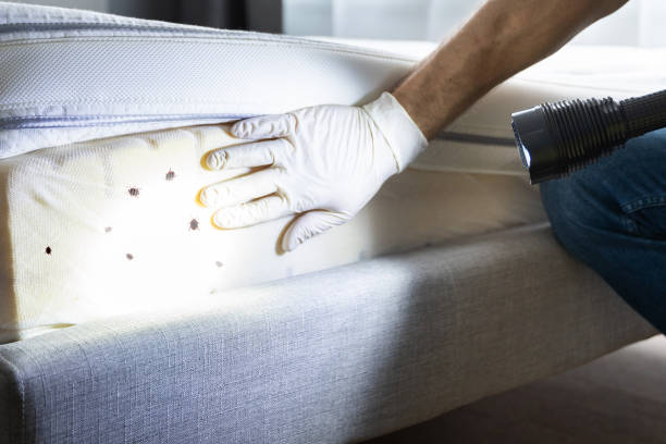 Best Wasp Removal Services  in Mcdonald, OH
