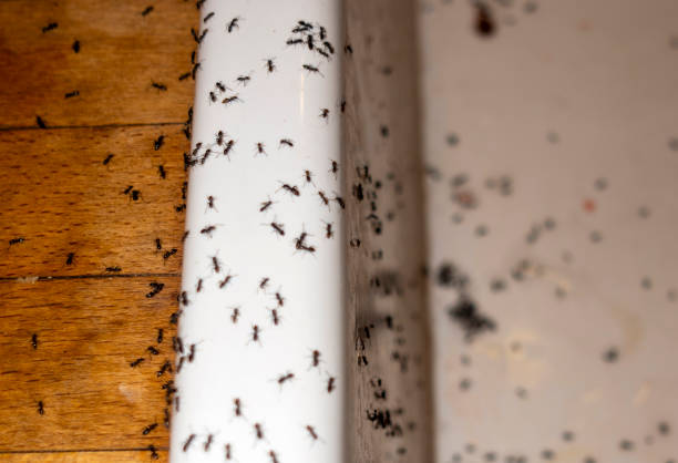 Best Pest Removal Services  in Mcdonald, OH