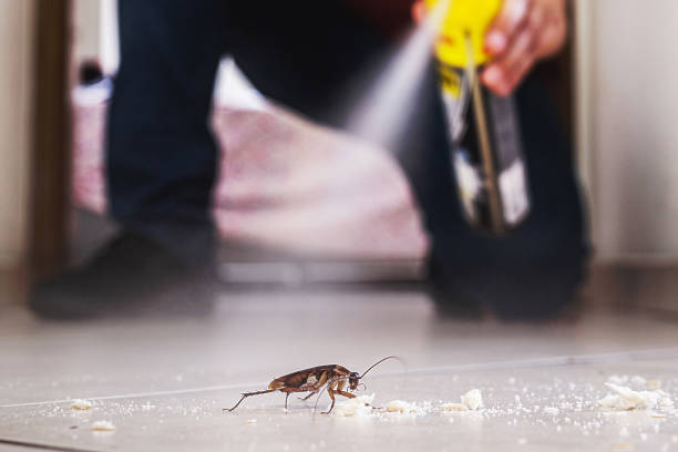 Best Local Pest Control Services  in Mcdonald, OH